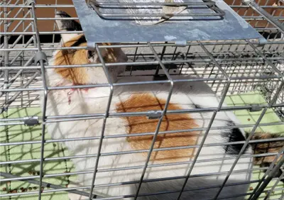 한국 고양이 사진