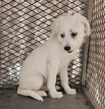 믹스견 사진