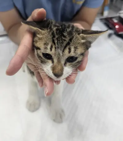 한국 고양이 사진