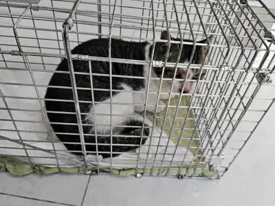 한국 고양이 사진