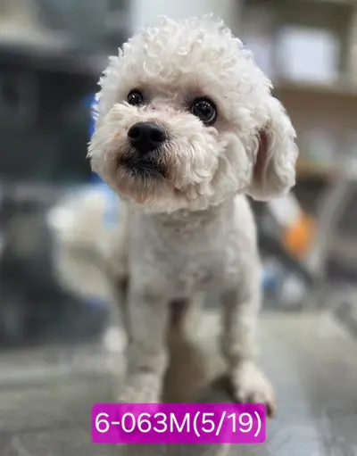 푸들 사진