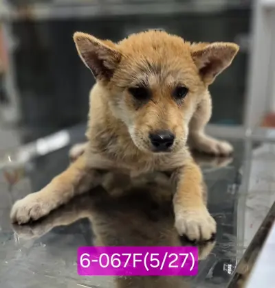 믹스견 사진