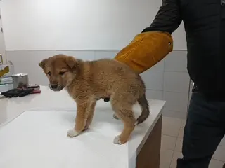 믹스견 사진