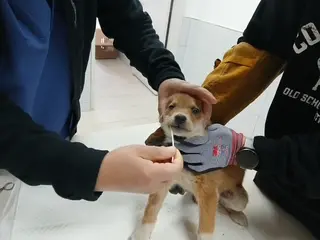 믹스견 사진
