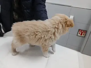 믹스견 사진