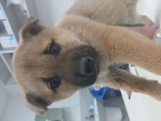 믹스견 사진