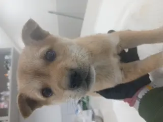 믹스견 사진