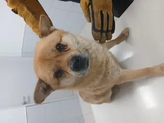 믹스견 사진