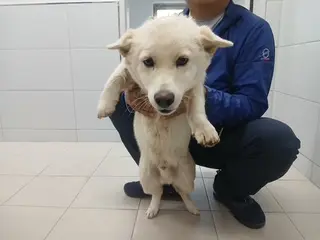 믹스견 사진