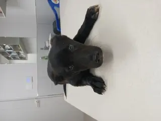 믹스견 사진