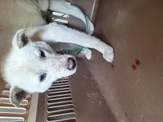 진도견 사진