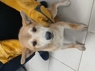 믹스견 사진