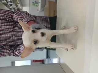 믹스견 사진