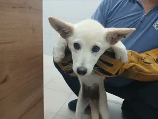 믹스견 사진