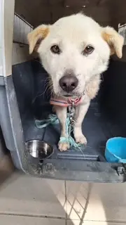 믹스견 사진