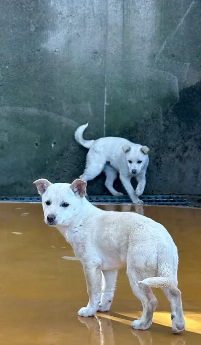 믹스견 사진
