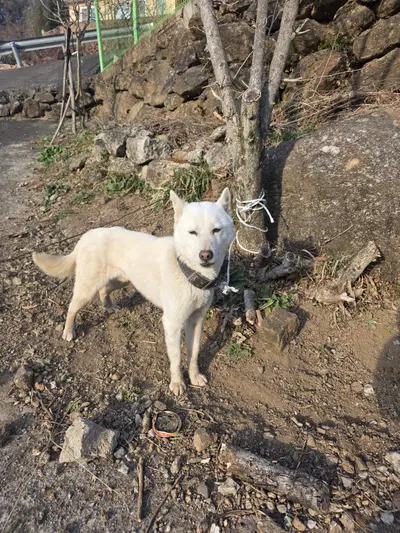 믹스견 사진