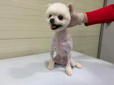 포메라니안 사진