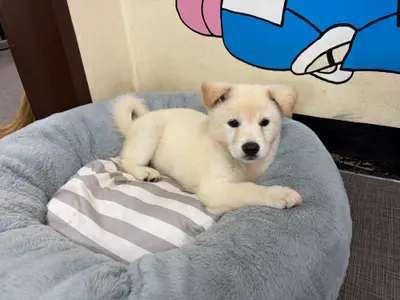 믹스견 사진
