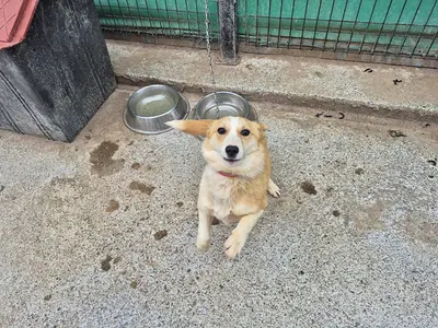 믹스견 사진