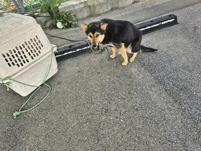 믹스견 사진