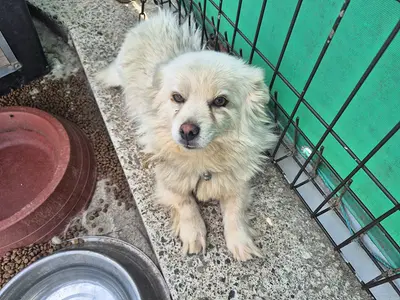 믹스견 사진