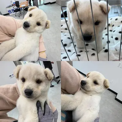 믹스견 사진