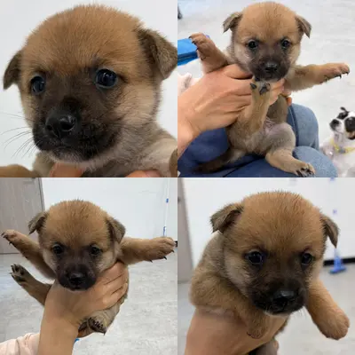 믹스견 사진