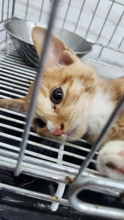 한국 고양이 사진