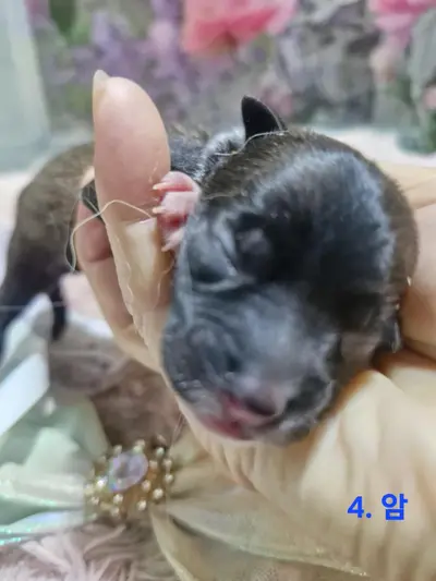 믹스견 사진