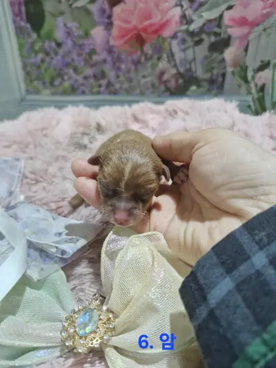 믹스견 사진