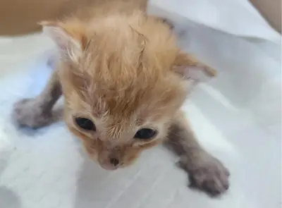 한국 고양이 사진