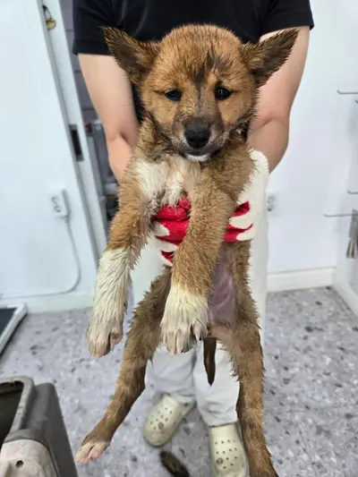 믹스견 사진