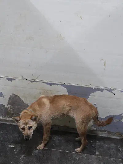 믹스견 사진