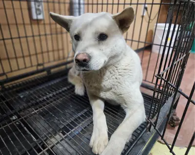 믹스견 사진