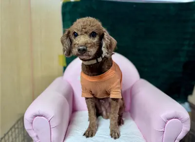 푸들 사진