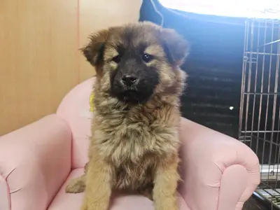 믹스견 사진