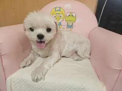 말티즈 사진