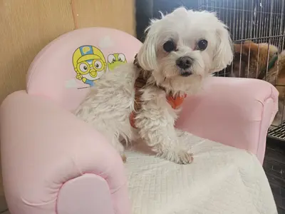 말티즈 사진
