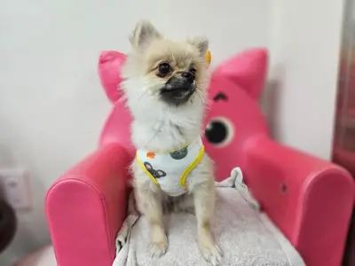 포메라니안 사진