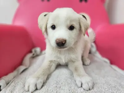 믹스견 사진