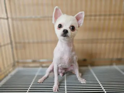 포메라니안 사진
