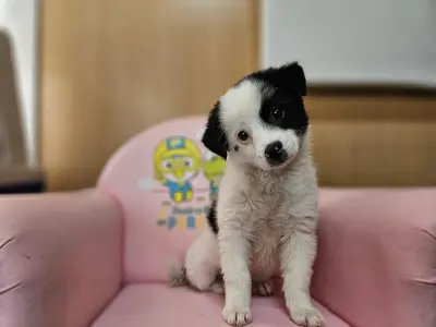 믹스견 사진
