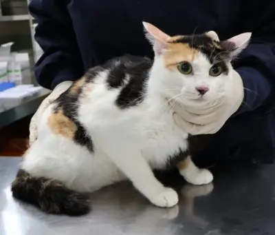 한국 고양이 사진