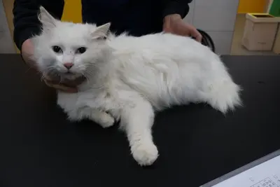 믹스묘 사진