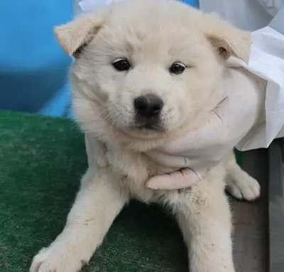 믹스견 사진