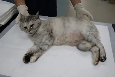 믹스묘 사진