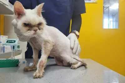 페르시안 사진