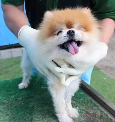 포메라니안 사진