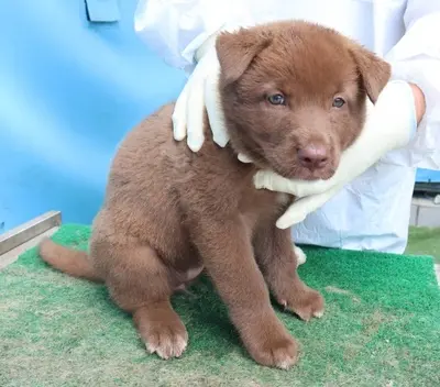 믹스견 사진